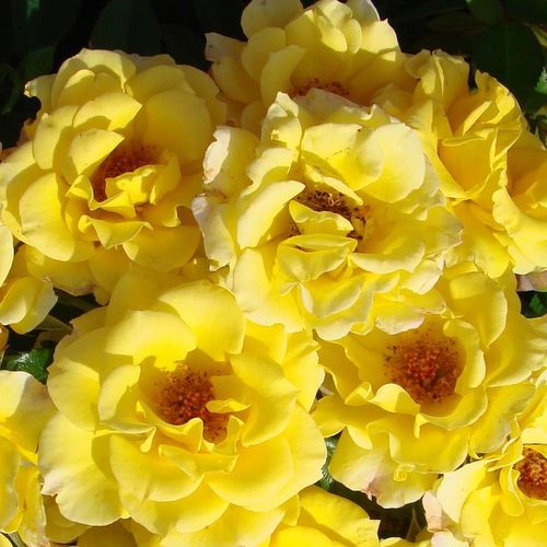 Rozen bestellen en bezorgen - Rosa Flower Power Gold™ - geel - dwergrozen - minirozen - zacht geurende roos - Gareth Fryer - -